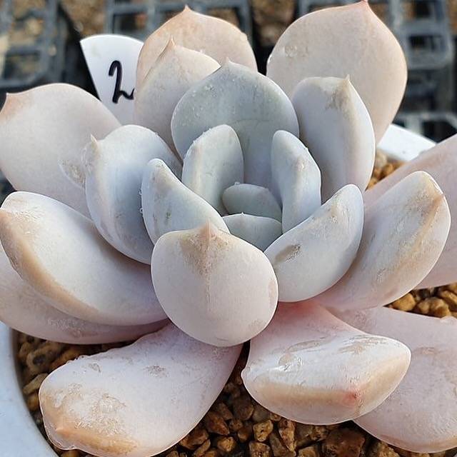 **SPECIAL PRICE** PRESALE Echeveria Tiramisu, (Random)