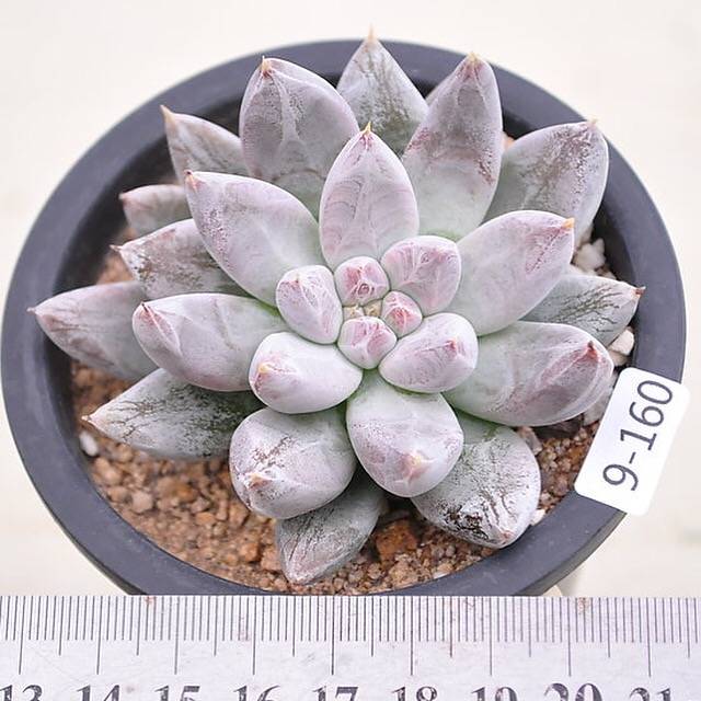 (RESERVED) Echeveria Tolimanensis