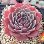 PRESALE Echeveria Tuxpan, (Random)