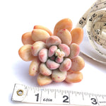 Pachyphytum Frevel cv