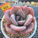 PRESALE Echeveria Amarrensis, (Random)