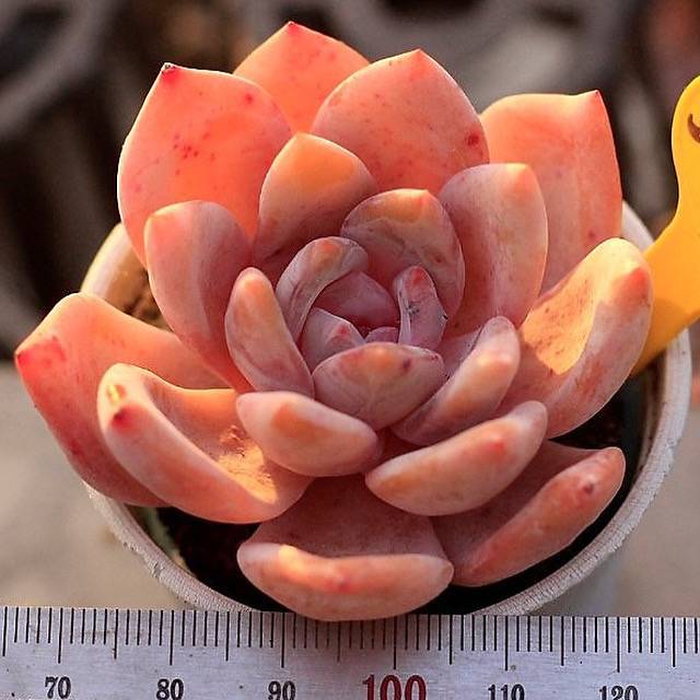 Echeveria Sp.