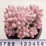 PRESALE Pachyphytum Machucae, (Random)