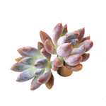 The Good, The Bad and The UGLY! Echeveria Tolimanensis, Random (Not a Double)
