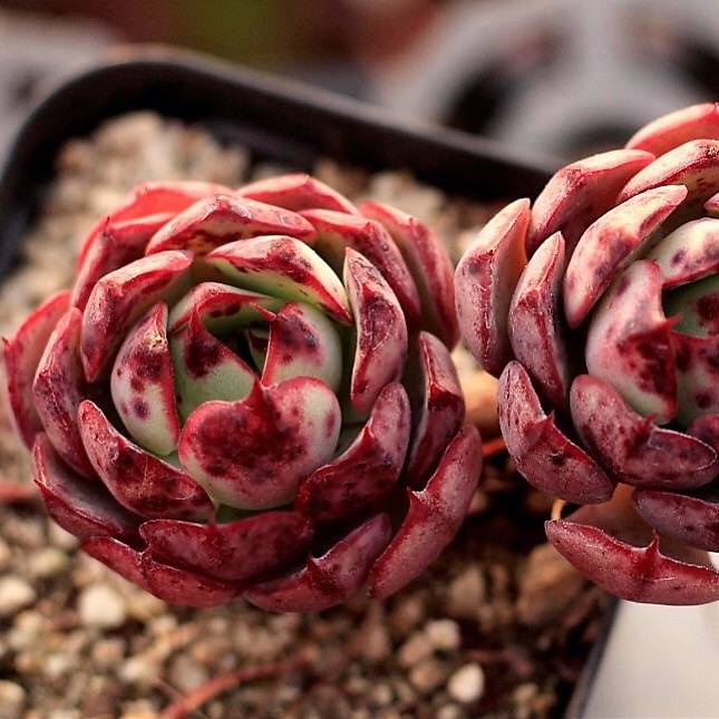 Echeveria Love Fire, Double