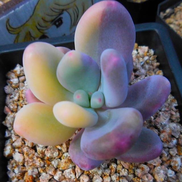 (RESERVED) Pachyphytum Oviferum cv. Momobijin, Variegata (Option 1)