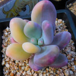 (RESERVED) Pachyphytum Oviferum cv. Momobijin, Variegata (Option 1)