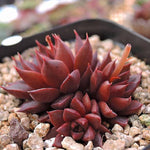 PRESALE Echeveria Purple Star, (Not so Random)