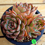 PRESALE Echeveria Kami Noi, (Random)