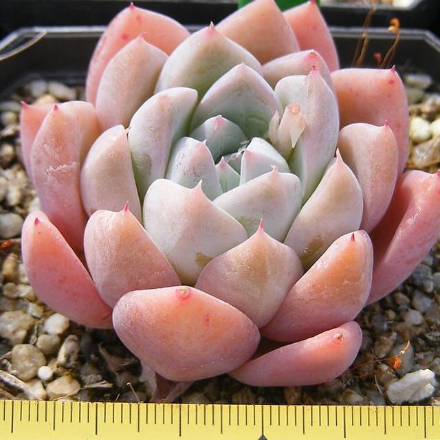 SPECIAL!! JUST CART! PRESALE Echeveria Thumb Rim, (Not so Random)