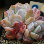 PRESALE Echeveria Orange Monroe, Double, (Not So Random)