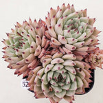 PRESALE Echeveria Zaragosa, Cluster, (Random)