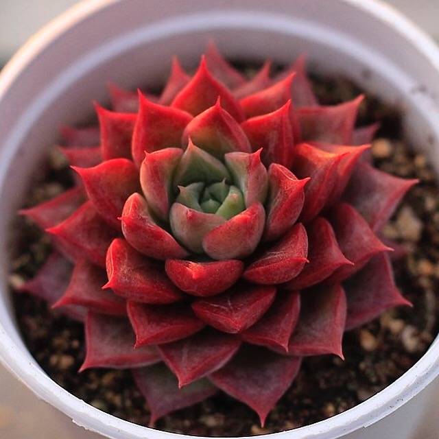 Echeveria Shakira, Fancy Hybrid