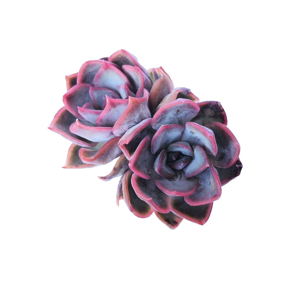 Echeveria Dark Ice, Double