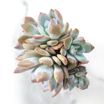 Echeveria Orange Monroe, Cluster