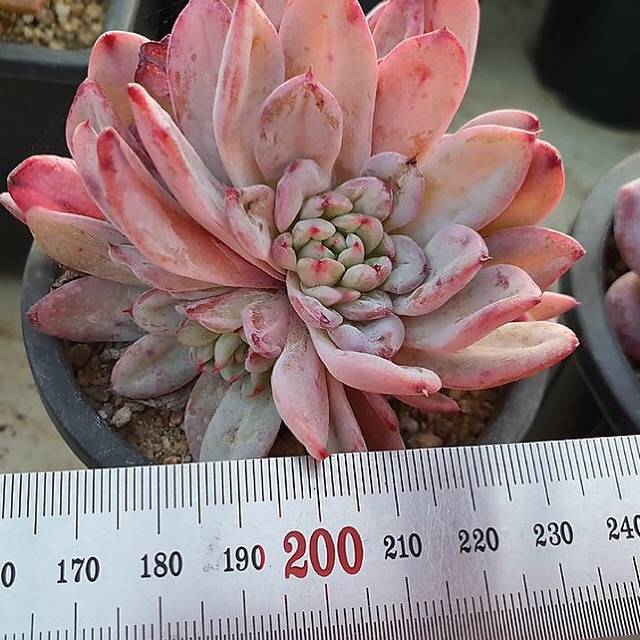 Echeveria Shine Bright, (Not so Random)