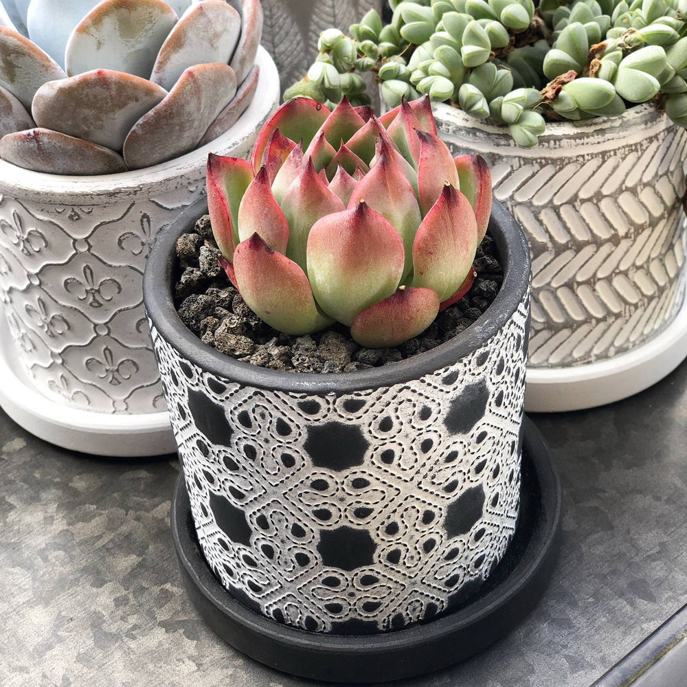 chantilly succulent 3.5" Chive Balter Pot- Chantilly Lace – Cedar Creek Farmhouse