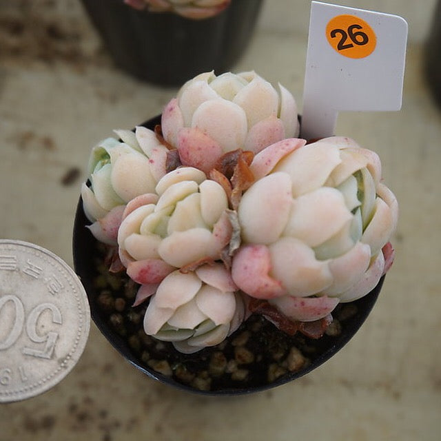 MOTHER'S DAY WEEKEND FLASH SALE! PRESALE Echeveria Elegans, Mini Clusters, (Random)