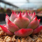 PRESALE Echeveria Chihuahuaensis, (Not so Random)