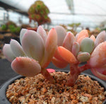 PRESALE Echeveria Raleigh, Triples, (Random)