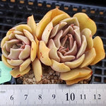 PRESALE Echeveria Keys, (Random)