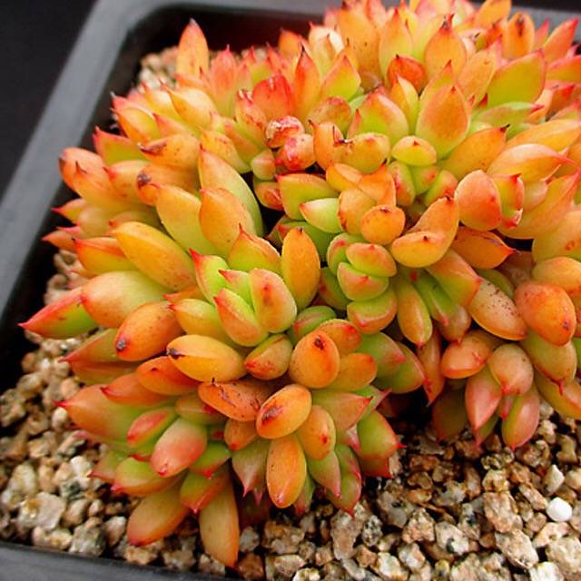 PRESALE Echeveria Memory Cristata, (Random)