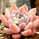 PRESALE Echeveria Arteusa 'B-Type,' (Not so Random)