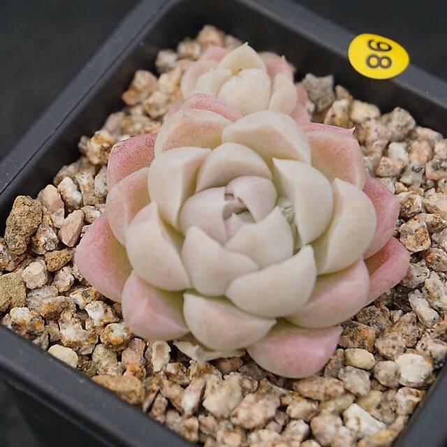 PRESALE Echeveria Hughmillus, (Random)