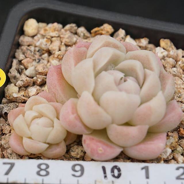 PRESALE Echeveria Hughmillus, (Random)