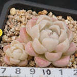 PRESALE Echeveria Hughmillus, (Random)