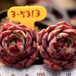 Echeveria Love Fire, Double