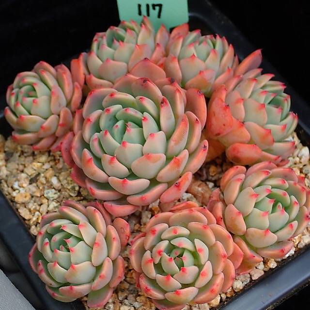 PRESALE Echeveria Nana Hook, (Random)