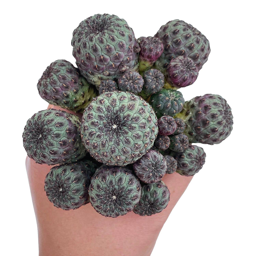 Sulcorebutia Rauschii, Large Cluster