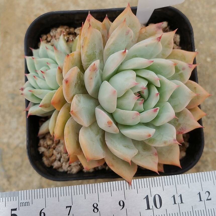 Echeveria Prism, (Random)