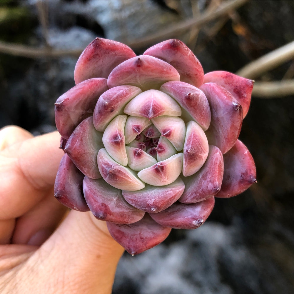 echeveria colorata succulent Echeveria Colorata Sp. – Cedar Creek Farmhouse