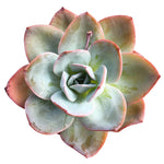 Echeveria Brink's Blue, (Large)