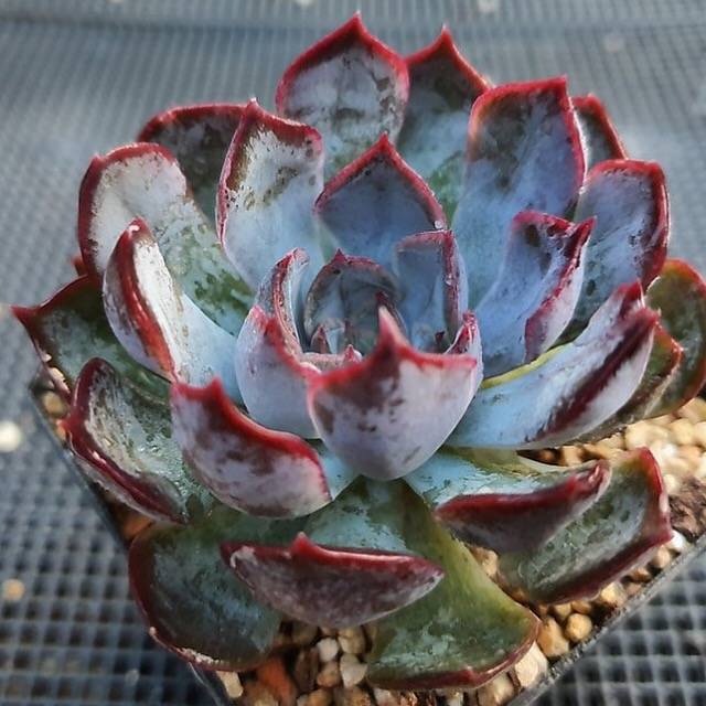 RESERVED) Echeveria Dark Ice – Cedar Creek Farmhouse