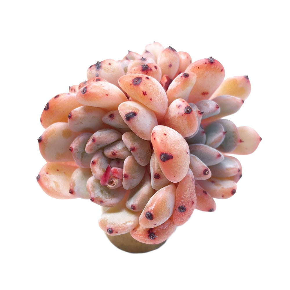 Echeveria Viant, Triple