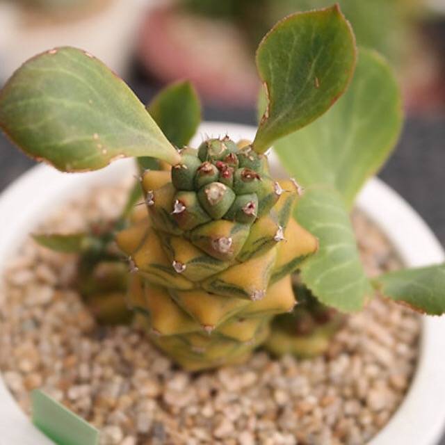 GUYS ONLY!! JUST CART! PRESALE Monadenium Ritchiei, Variegata , (Not So Random)