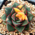PRESALE Echeveria Monocerotis, Variegata, (Not so Random)