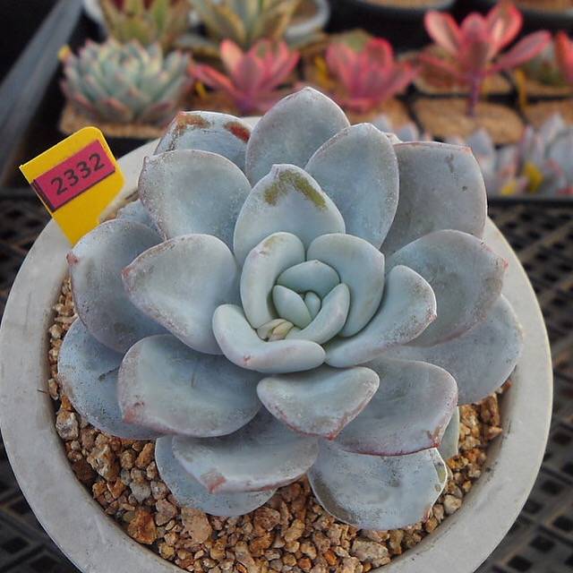 Echeveria Lauii, (Random)