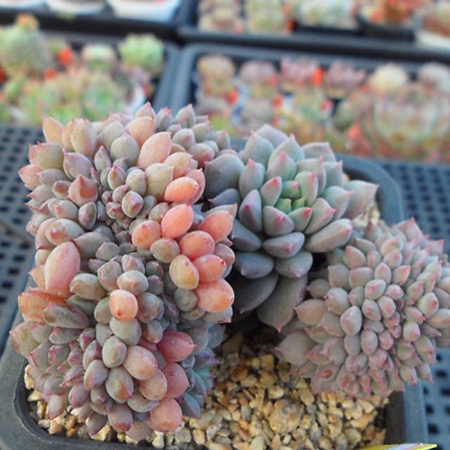 PRESALE Echeveria Chrissy n Ryan Cristata, (Random)