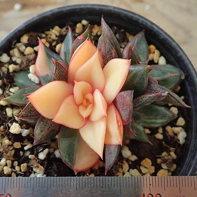 (RESERVED) Echeveria Monocerotis, Variegata