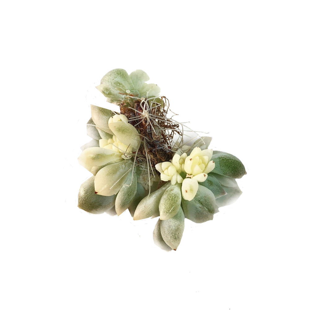 Echeveria Prolifica, Variegata Cristata