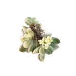 Echeveria Prolifica, Variegata Cristata
