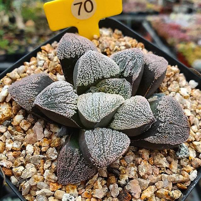Haworthia Pygmaea ‘Snow’ Hybrid