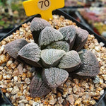 Haworthia Pygmaea ‘Snow’ Hybrid