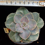 PRESALE Pearle von Nurnberg, Variegata, (Random)