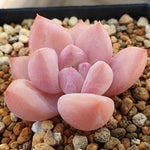 PRESALE Echeveria Arteusa, (Random)