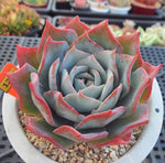 PRESALE Echeveria Lonzanii, (Random)